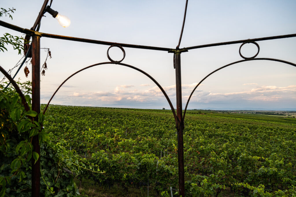 Weinbergs-Pavillion, Schloss Janson - Hochzeitslocation Weingut in der Pfalz