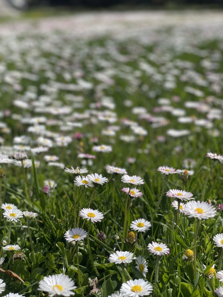 Wiese einer Hochzeitslocation